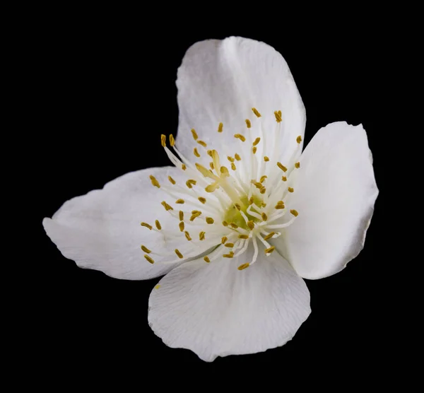 Flores Jazmín Blancas Aisladas Sobre Fondo Negro Cerca — Foto de Stock