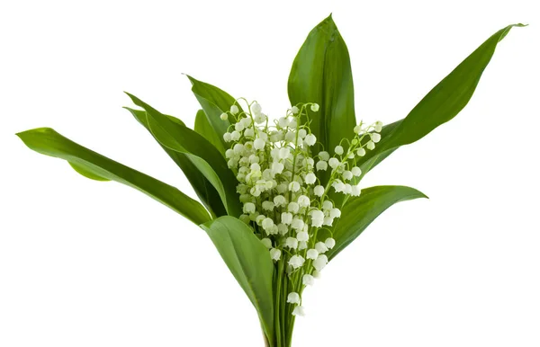 Lily Dalen Blommor Isolerad Vit Bakgrund Närbild — Stockfoto