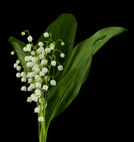 Lily Dalen Blommor Isolerad Svart Bakgrund Närbild — Stockfoto