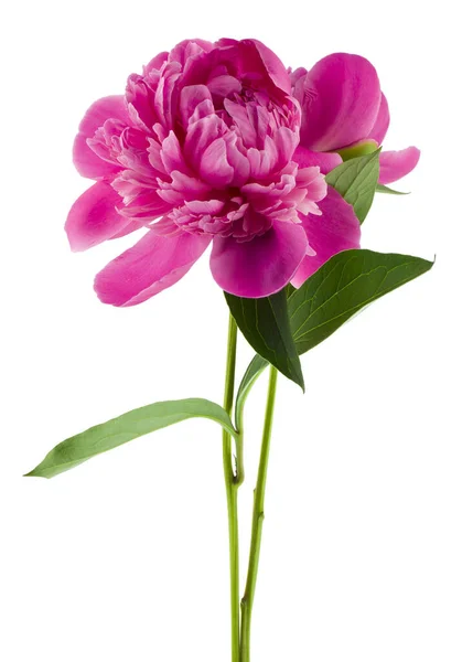 Roze Pioenrozen Bloemen Geïsoleerd Witte Achtergrond Close — Stockfoto