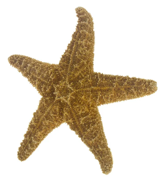 Starfish Isolated White Background Close — Stock Photo, Image