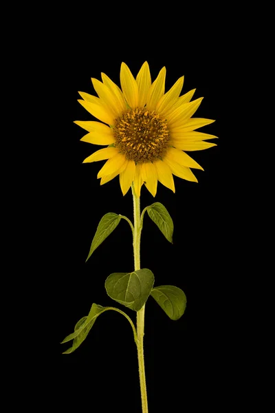 Sonnenblume Blume Isoliert Auf Schwarzem Hintergrund Nahaufnahme — Stockfoto