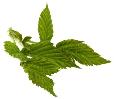 Beyaz arkaplanda yeşil ahududu yaprakları izole edilmiş..