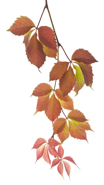 Осенний Виноград Листья Изолированы Белом Фоне Крупным Планом — стоковое фото