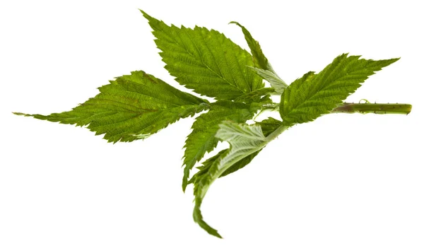 Πράσινα Φύλλα Βατόμουρου Απομονωμένα Λευκό Φόντο Γκρο Πλαν — Φωτογραφία Αρχείου