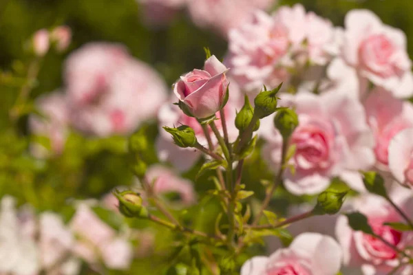 Буши Розовых Роз Саду — стоковое фото