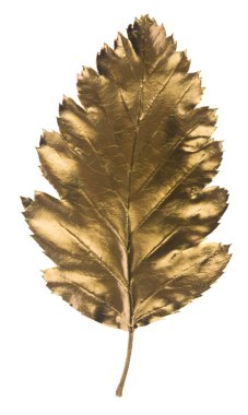 Altın yaprak beyaz bir arkaplanda izole edilmiş..