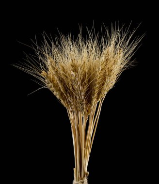 Spikeletler siyah bir arkaplanda izole edilmiş..