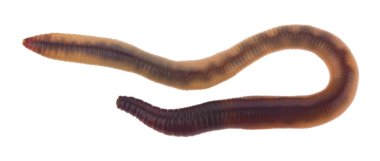 Solucanlar beyaz arkaplanda izole edilmiş..