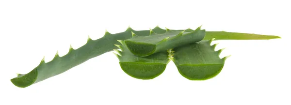 Aloe Zelené Listy Izolované Bílém Pozadí Close — Stock fotografie