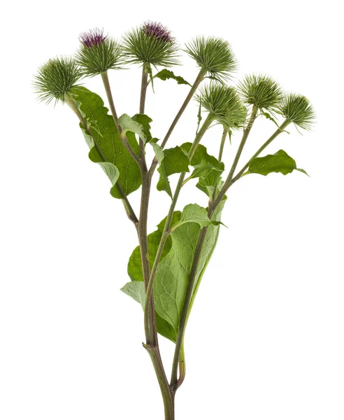 Green Burdock Flowers Isolated White Background Close — Stock Photo, Image