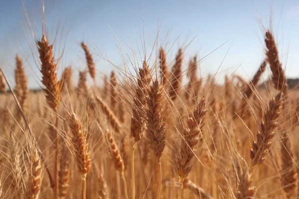 Field Golden Wheat Blue Sky — Stock Photo, Image