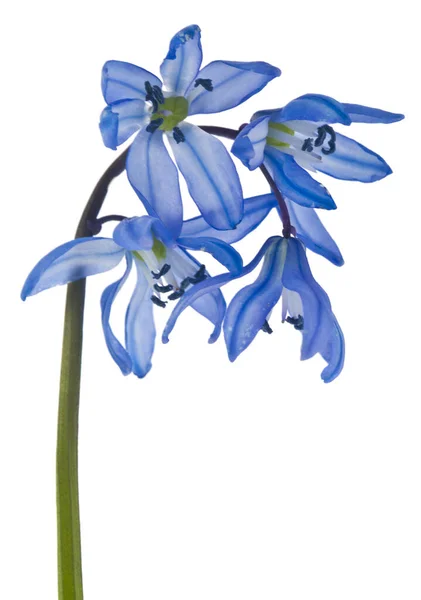 Sclla Flores Balde Azul Isolado Fundo Branco Close — Fotografia de Stock