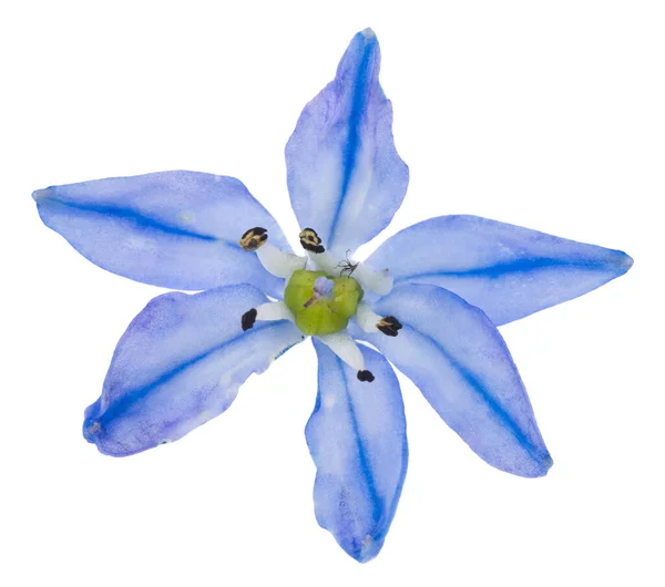 Bluebell Květiny Izolované Bílém Pozadí Zblízka Modré Sněžení — Stock fotografie