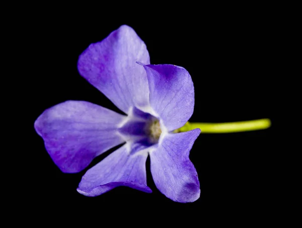 Fiore Pervinca Isolato Sfondo Nero Primo Piano — Foto Stock