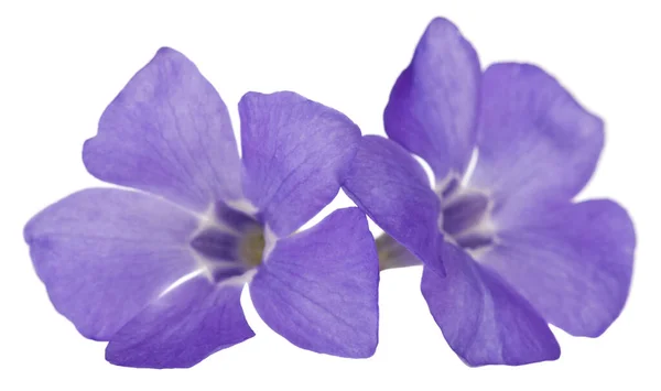 Periwinkle Blomma Isolerad Vit Bakgrund Närbild — Stockfoto