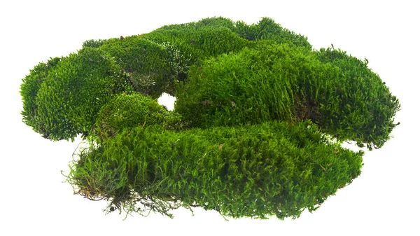 Yeşil yosun beyaz bir arkaplanda izole edilmiş..