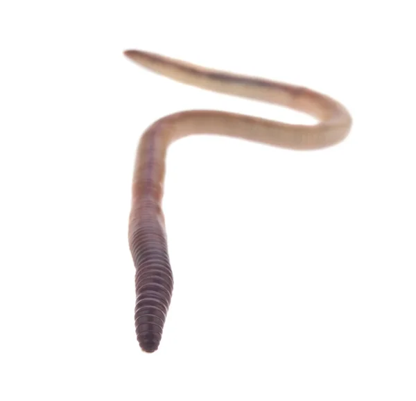 Würmer Isoliert Auf Weißem Hintergrund Nahaufnahme — Stockfoto