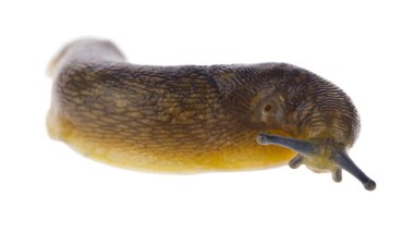 Sümüklü böcek beyaz arka planda izole edildi..