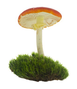 Yeşil çimlerde uçan agarik beyaz arka planda izole edilmiş..