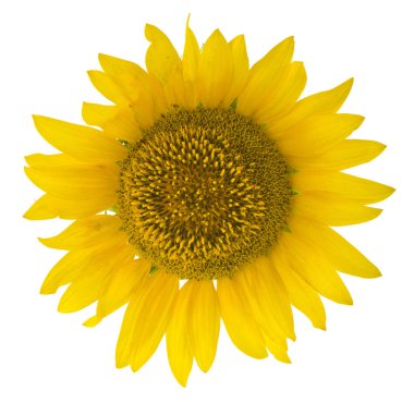 Sarı ayçiçeği, beyaz bir arka planda izole edilmiş..
