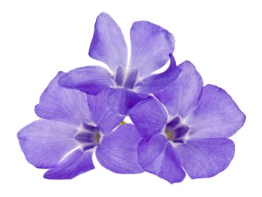 Mavi çiçekler Periwinkle beyaz arka planda izole edilmiş..