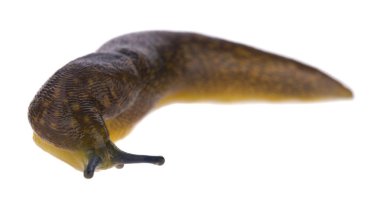 Beyaz arkaplanda izole edilmiş sümüklüböcek.