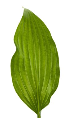 beyaz arkaplanda yeşil yapraklar izole.