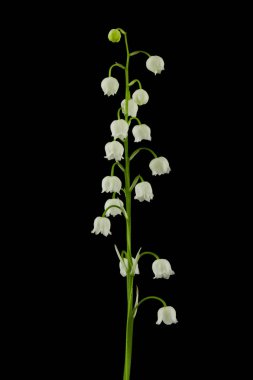 Vadideki çiçeklerin zambağı siyah arka planda izole edilmiş..