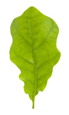 Yeşil meşe yaprakları beyaz arka planda izole edilmiş..