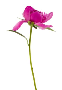 Beyaz arkaplanda izole edilmiş pembe şakayık çiçeği.