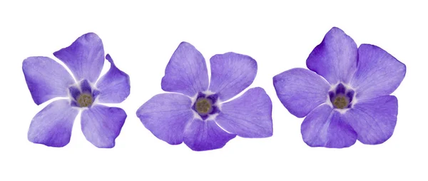 Blue Flowers Periwinkle Isolated White Background Close — Stock Photo, Image