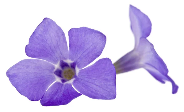 Kék Virágok Periwinkle Elszigetelt Fehér Háttér Közelkép — Stock Fotó