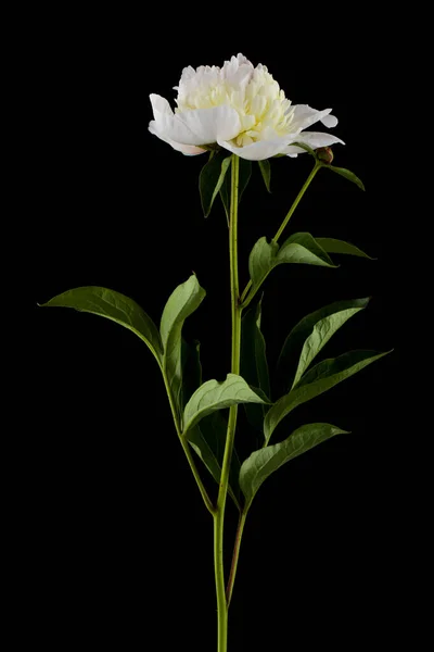 Blüten Weißer Pfingstrosen Isoliert Auf Schwarzem Hintergrund Nahaufnahme — Stockfoto