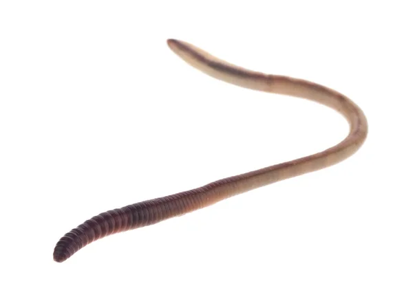 Earthworm Isolado Fundo Branco Close — Fotografia de Stock