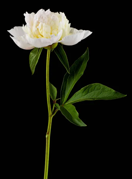 黒地に孤立した白い牡丹の花 — ストック写真