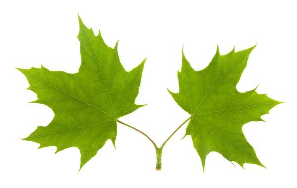 Green Maple Leaves Isolated White Background Close — Stock Photo, Image