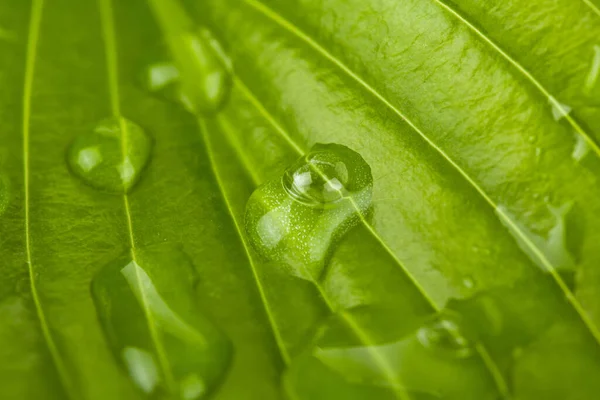 背景としての水の滴の緑の葉の質感 — ストック写真