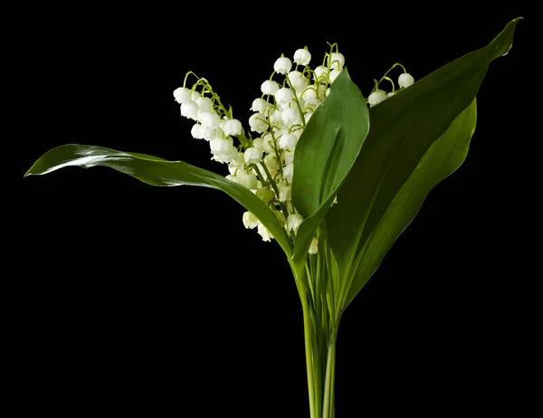 Lily Dalen Blommor Isolerad Svart Bakgrund — Stockfoto