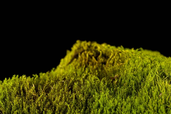 Grön Mossa Isolerad Svart Bakgrund — Stockfoto