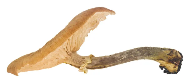 Pilz Isoliert Auf Weißem Hintergrund — Stockfoto