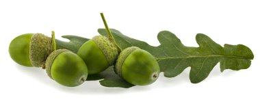 Beyaz arkaplanda yeşil meşe palamutları ve yapraklar izole edilmiş..