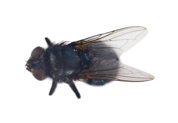 Volar Aislado Sobre Fondo Blanco Cerca — Foto de Stock