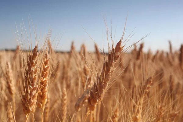 Field Wheat Blue Sky Closeup — Stock Photo, Image