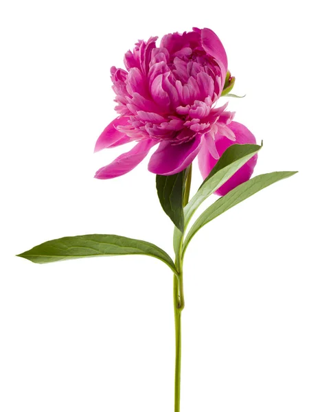 Fiore Peonia Rosa Isolato Sfondo Bianco Primo Piano — Foto Stock