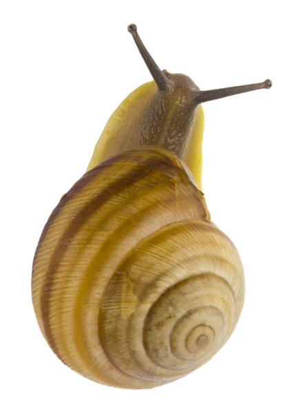 Caracol Cerca Aislado Sobre Fondo Blanco —  Fotos de Stock