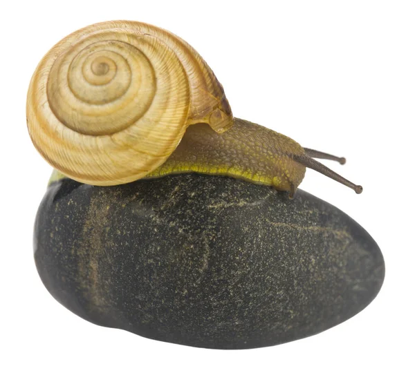 Caracol Cerca Sobre Una Piedra Aislada Sobre Fondo Blanco —  Fotos de Stock