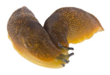 Sümüklüböcek beyaz arkaplanda izole edildi.