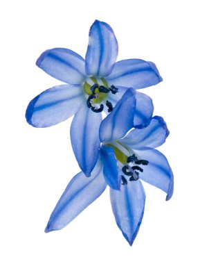 Mavi kar damlaları beyaz arka planda izole edilmiş, yakın plan. Tatil için tebrik konsepti.