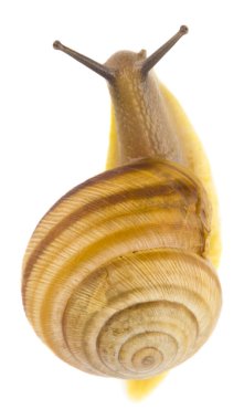 Salyangoz beyaz arkaplanda izole edildi..